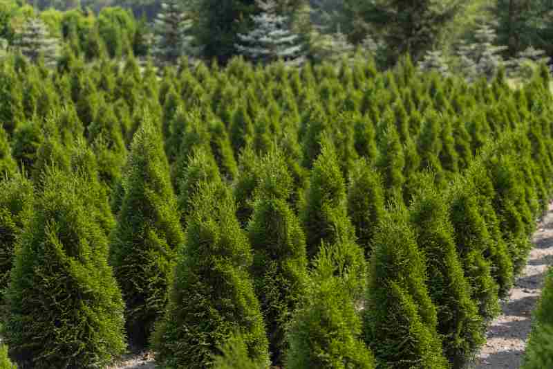 Najlepsze gatunki szybko rosnących iglaków i ich zastosowanie inaczej opisane