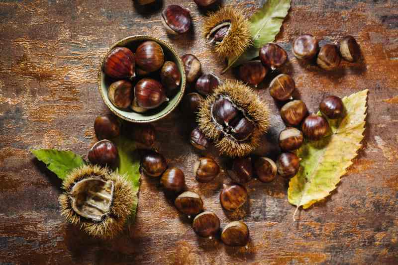 Korzyści zdrowotne kasztanów i sposób ich wykorzystania do leczenia - jakie właściwości kasztanów są pomocne dla organizmu.