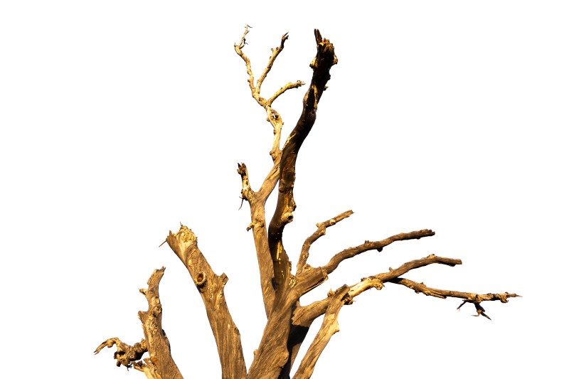 Dlaczego tuje zmieniają kolor na żółty, brązowy i usychają? - przyczyny brązowienia tuji