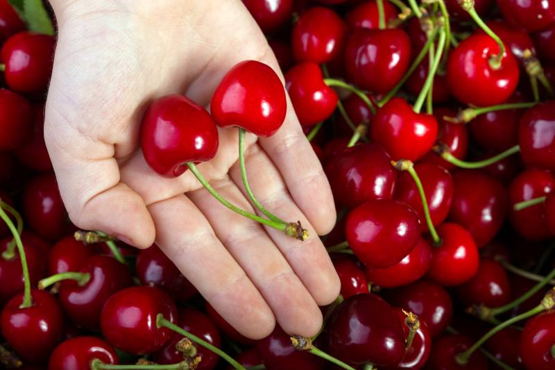 Uprawa i pielęgnacja wiśni kosmatych - Prunus tomentosa: wymagania, zasady pielęgnacji i obszary zastosowania