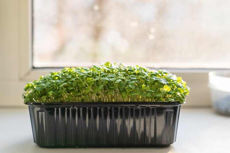 Golteria rozesłana - idealna roślina na wrzosowiska oraz do uprawy w doniczkach