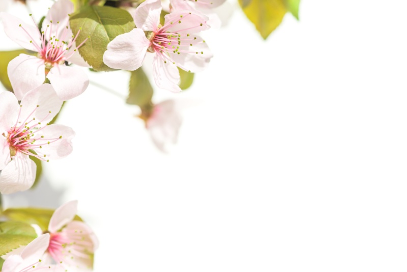 Zjawiskowy ogród na wiosnę dzięki ozdobnym śliwom